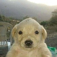 The original Jotchua — the money dog